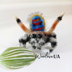 Op de afbeelding: Een kleine, handgevoelde springspin met een blauw, rood en geel gepatroneerd cephalothorax. De spin heeft zwarte ogen, zwart-witte poten en een wit-grijs lichaam. De spin zit op een groen-wit gestreept blad. De tekst "Woolove UA" is zichtbaar in de rechterbenedenhoek van de afbeelding.