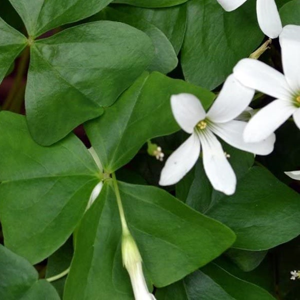 Shamrock Plant 4" pot