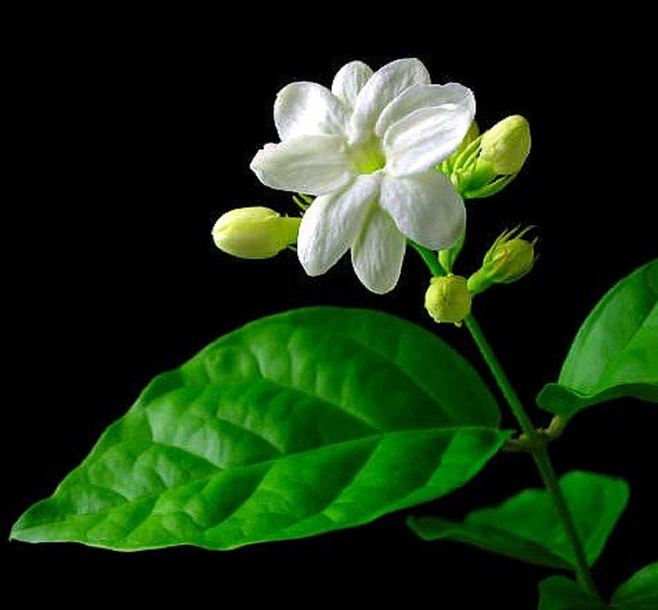 Jasmine Plant 10" height