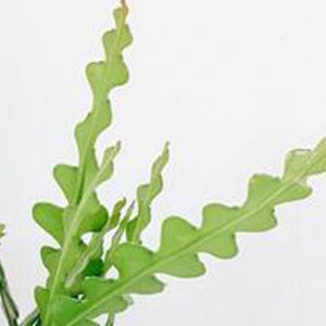 Fish bone cactus Plant 8" Height