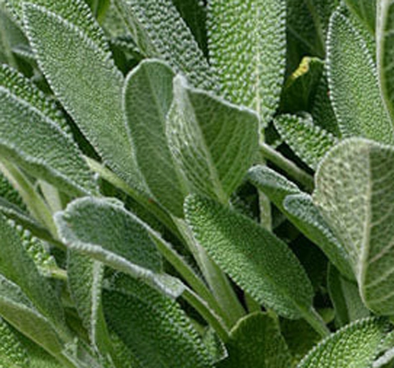 Sage Herb Plant