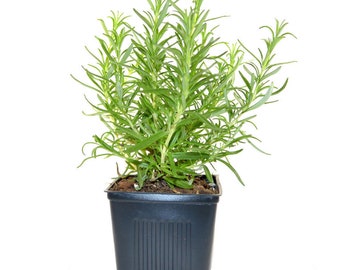 Rosemary herb Plant 12" Height