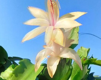 Christmas Cactus -Zygocactus Plant 4" pot yellow