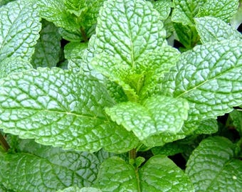 Mojito mint Plant 6" height