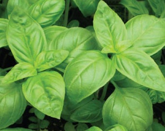 Basil Herb Plant 8 height