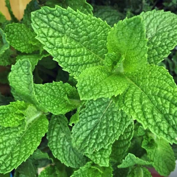 Peppermint Herb Plant 7&quot; height