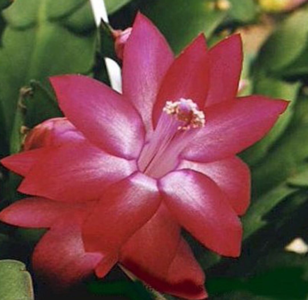 Christmas Cactus Plant White 4.5 Pot Zygocactus Etsy