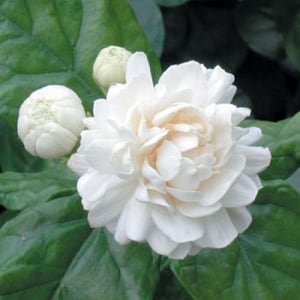 Arabian Jasmine Plant 13" height