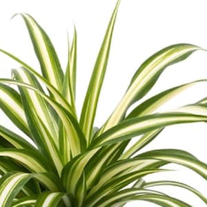 Spider Plant 10&quot; Height