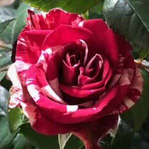 Mini Rose 6&quot; Height