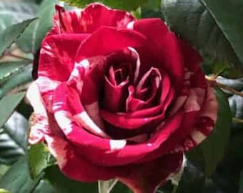 May include: A close-up of a vibrant red rose with white streaks on its petals. The rose is in full bloom, showcasing its intricate layers and textures. Green leaves surround the flower, providing a natural backdrop.