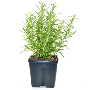 Rosemary herb Plant 8" Height