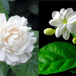 Arabian Jasmine and Jasmine Plant Set 10&quot; height