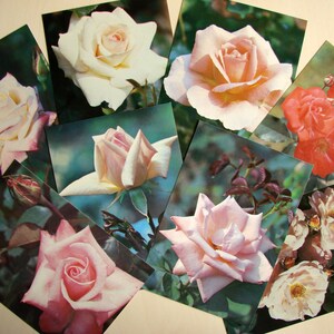 Cartão postal soviético vintage dos anos 80, rosa, não assinado, não utilizado, cartão postal colecionável, flores, conjunto de 8, feito na URSS