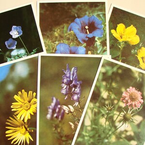 Imprimé floral vintage des années 80 A5, Lot de 6, Grandes cartes postales avec des fleurs sauvages, Imprimées en Tchécoslovaquie