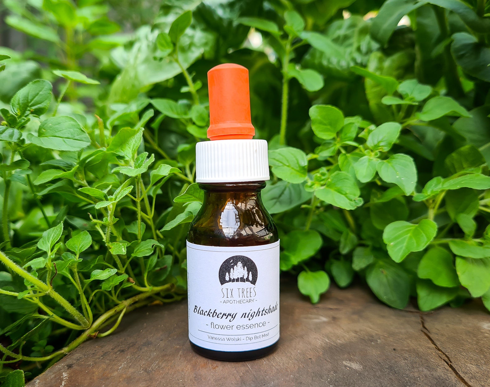 Blackberry Nightshade Flower Essence 15ml / Meditación / Aprendizaje