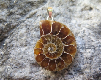 große Ammoniten Anhänger an Öse ca 35 bis 60 mm