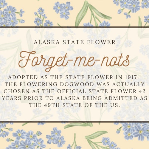 Forget me nots flower Scarf - Alaska State Flower - Moving away gifts for her on sale - graduation gift for her