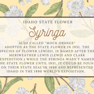 Mock Orange Floral Scarf Idaho State Flower Idaho State Flower Syringa Flower Scarf Moving Away Gift for her image 7