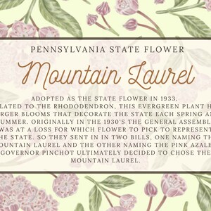 Mountain Laurel floral Scarf Connecticut State Flower Pennsylvania State Flower Connecticut themed gift Pennsylvania themed gift image 7