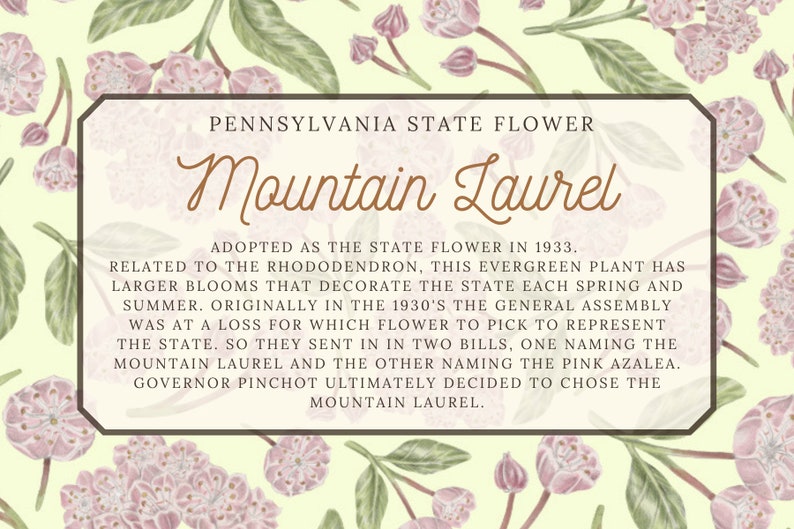 Mountain Laurel floral Scarf Connecticut State Flower Pennsylvania State Flower Connecticut themed gift Pennsylvania themed gift image 7