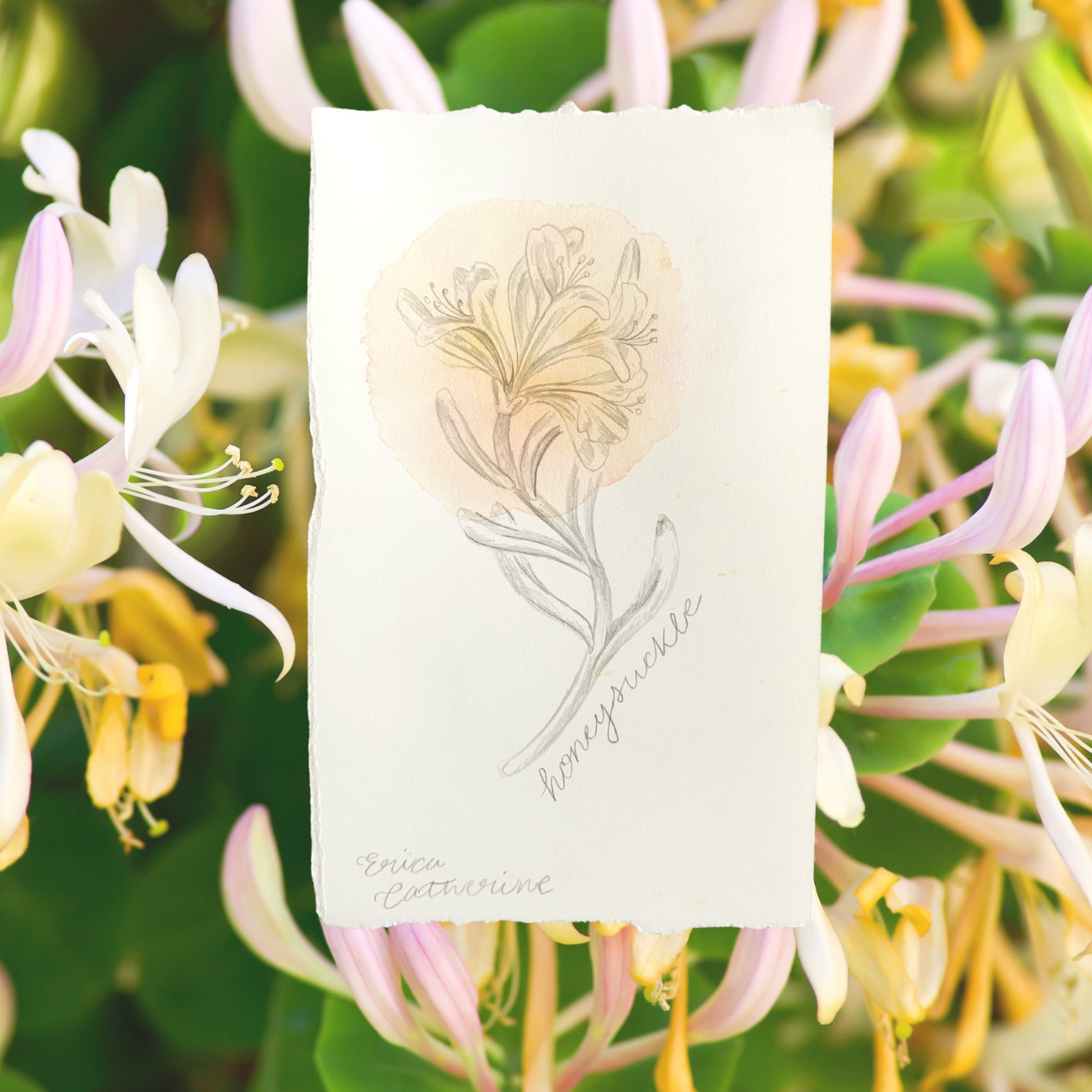 June Birth Flower Drawing