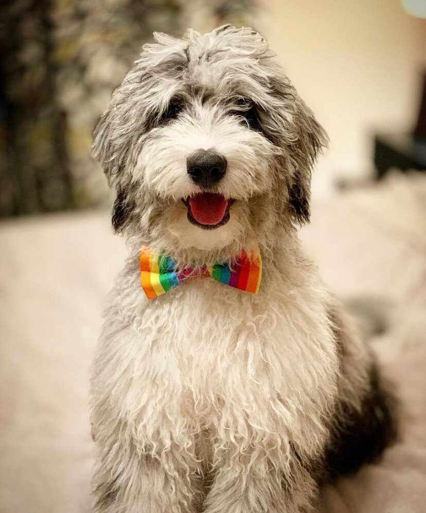 petsmart bow tie