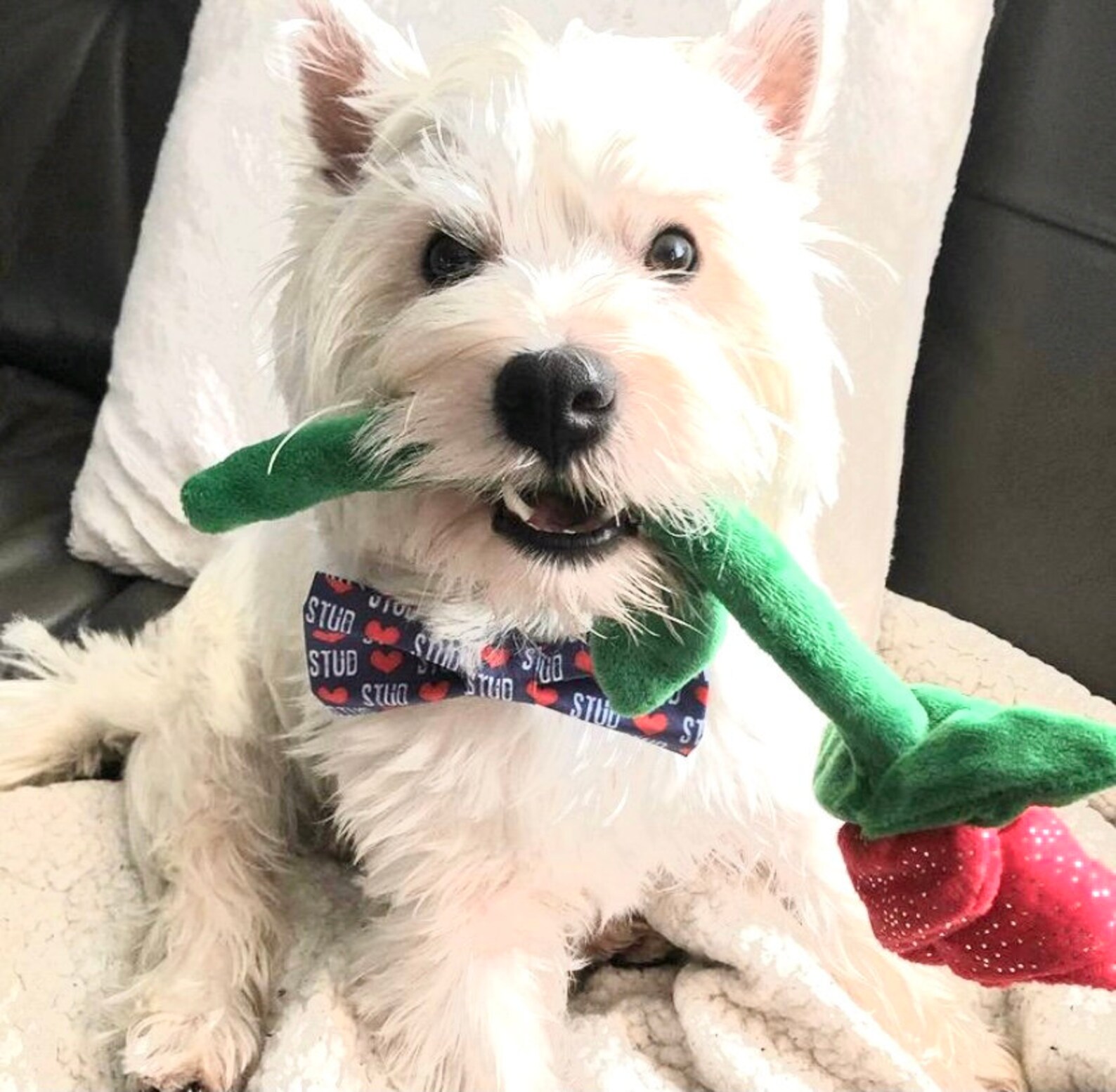 petsmart bow tie