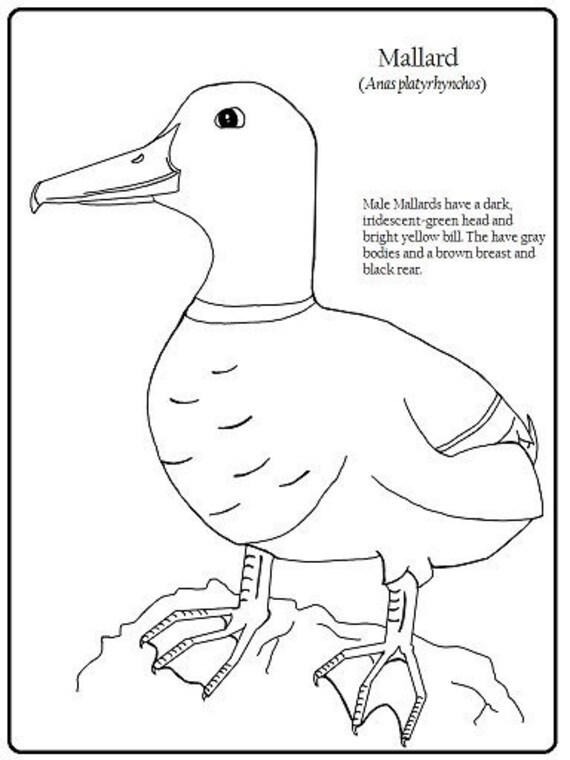 Malvorlagen Stockente Coloring and Malvorlagan Malvorlagen Stockente Coloring and Malvorlagan
