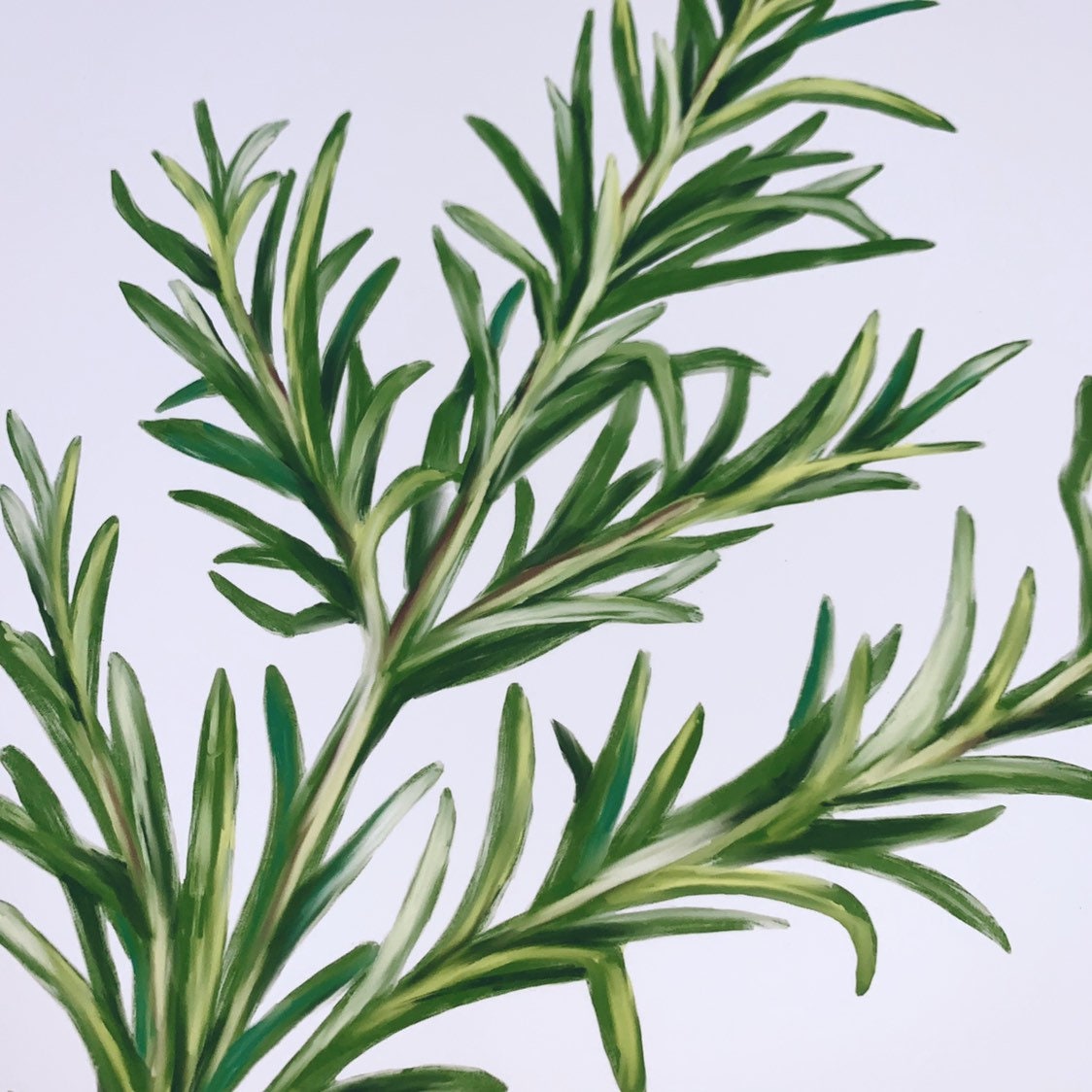 Rosemary Rosemary Art Calming Decor Rosemary Plant Digital Etsy