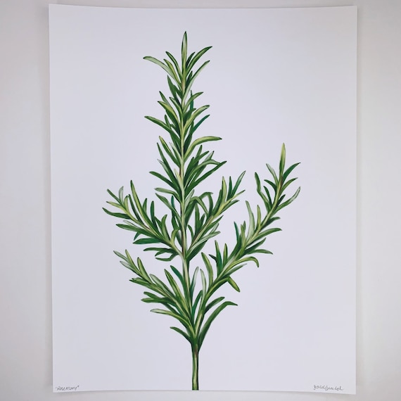Rosemary Plant Art Print: Calming Modern Decor - Etsy