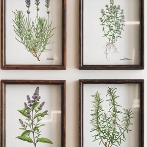May include: Four framed botanical prints featuring illustrations of herbs. The prints showcase lavender, thyme, peppermint, and white rosemary, each with detailed drawings and scientific names. The frames are dark brown.
