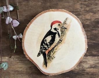 Picture Great Spotted Woodpecker Birch