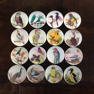 May include: Set of 16 ceramic knobs featuring colorful bird illustrations. Each knob has a white background and a different bird species with vibrant colors and intricate details.