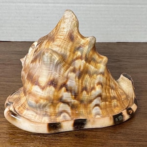 May include: A large, spiraled seashell featuring a variegated pattern of tan, brown, and cream colors. The shell has a prominent, pointed apex and a wide, flared base with a smooth, cream-colored rim accented by dark brown, rectangular spots.