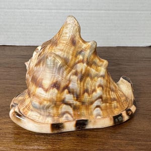 Seashell Cassis Turberosa King Helmet Conch Striped shell, Nautical, Seashell, Shell Decor, Beach Decor, Shell Home Decor,