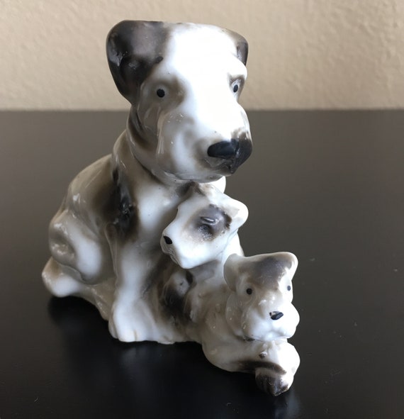 black and white wire haired terrier