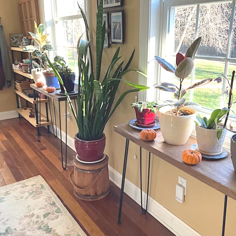 May include: A room interior featuring a wooden floor and a window. Several plants in pots are displayed on a wooden table with black hairpin legs. Decorative pumpkins are placed on the table. A large snake plant is in a red pot.