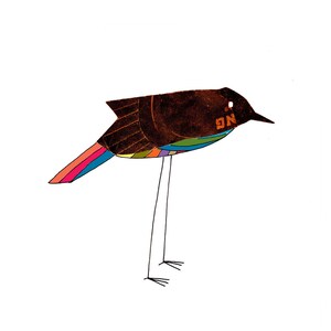 Rainbow-bellied black bird 8x10 art print