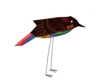 Rainbow-bellied black bird 8x10 art print
