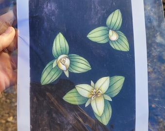 Trillium della neve