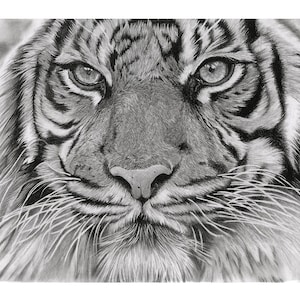MOUNTED PRINT Original Tiger Pencil Hand-Drawn - Wall Art - Tiger lover gift - home decor illustration print Black and white