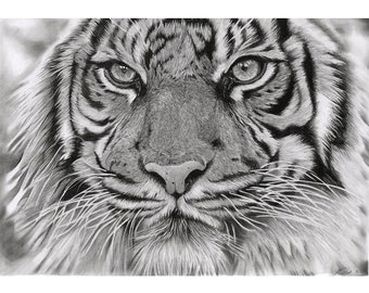 MOUNTED PRINT Original Tiger Pencil Hand-Drawn - Wall Art - Tiger lover gift - home decor illustration print Black and white