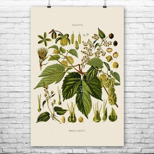 Hops Botanical Art Print | Poster, Canvas or Framed | Craft Brewery Art, Gardening Gift, Hops Plant Art, Green House Decor, Bar Wall Art