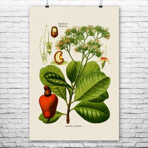 Cashew Botanical Art Print | Poster, Canvas or Framed | Gardener Gift, Greenhouse Decor, Kitchen Wall Art, Farmer Gift, Restaurant Art