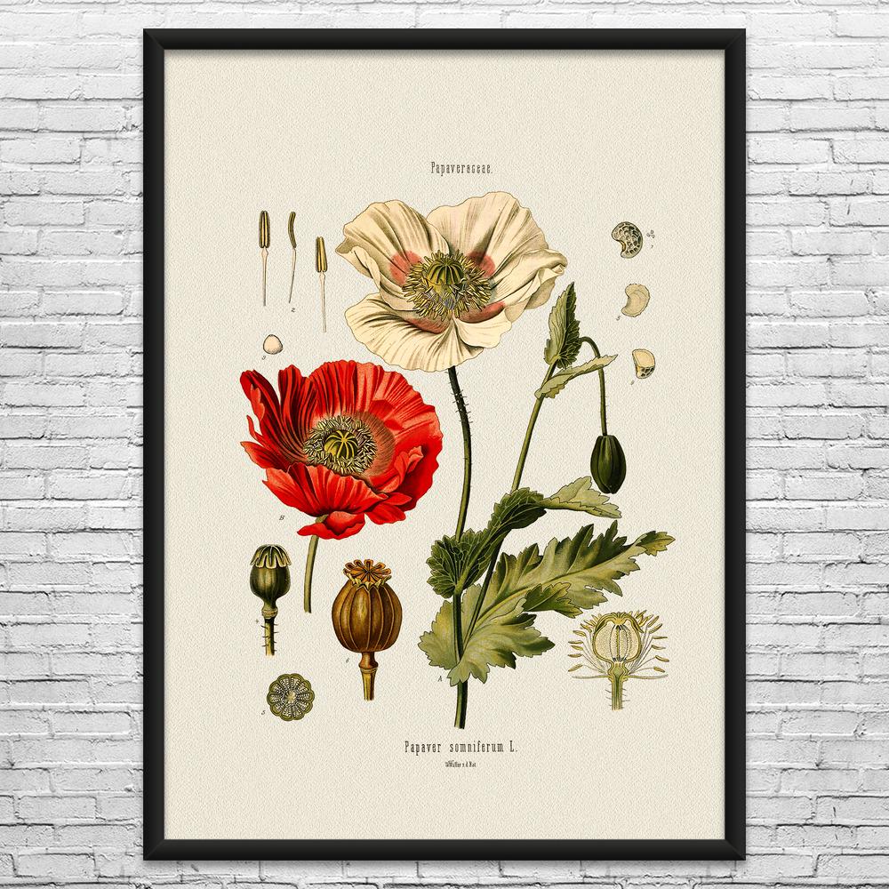 Poppy Flower Botanical Art Print: Gardening Gift - Etsy