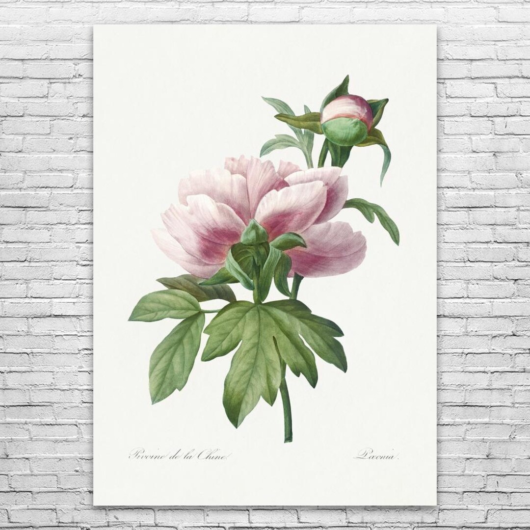 Peony Flower Botanical Art Print: Gardening Art, Flower Decor - Etsy