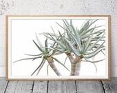 Succulent Print, Tree Branches, Aloe Vera, Art Print, Desert Wall Art, Cactus Photography, Contemporary Art, Mint Green, Coastal Wall Decor
