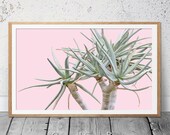 Succulent Wall Art, Aloe, Blush Pink Green, Scandi Wall Art, Succulent Photography, Contemporary Print, Prints, Botanical Art, Cactus Print