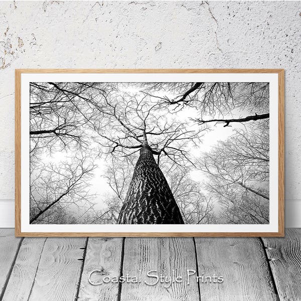 Winter Trees Print, Landscape Print, Digital Download, Black and White Photography, Panorama Art Print, Office Wall Art, Prints, Trees, Fall